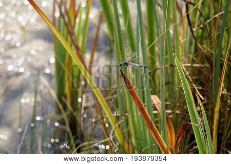 A male blue dasher dragonfly (Pachydiplax longipennis) alights upon  a reed over a small lake in Joliet, Illinois during August.