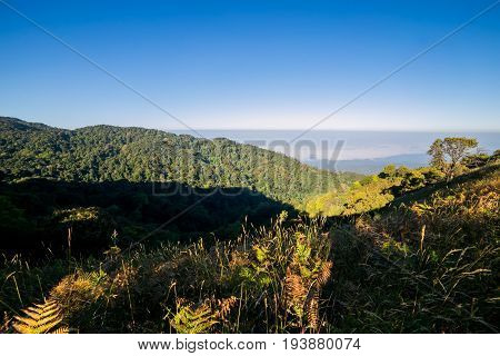 Spectacular jungle landscape with the mountain range