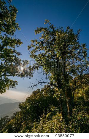 The Spectacular jungle landscape with mountain range