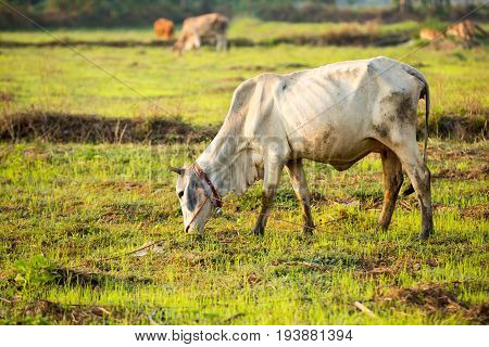The cow is eating grass in the field.