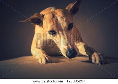 Portrait of hanting whippet dog in the studio