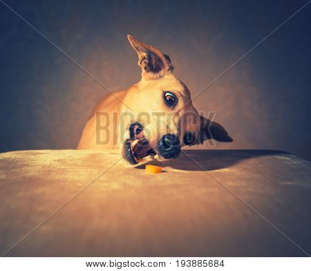 Portrait of hanting whippet dog in the studio