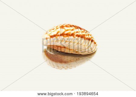 Beautiful Sea Shell,paphia Chione, Isolated On Mirror Background