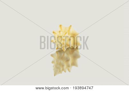 Beautiful Sea Shell,polygonus Latirus, Isolated On Mirror Background