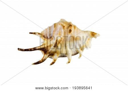 Beautiful Sea Shell,lambis Chiragra, Isolated On White Background For Posters, Sites, Business Cards