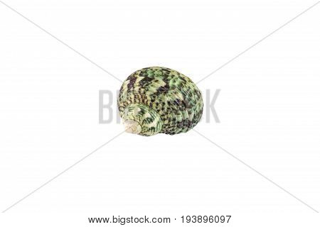 Beautiful Sea Shell,polinices Lacteus, Isolated On White Background For Posters, Sites, Business Car