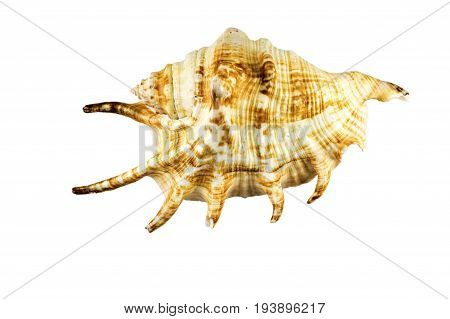 Beautiful Sea Shell,lambis Chiragra, Isolated On White Background For Posters, Sites, Business Cards