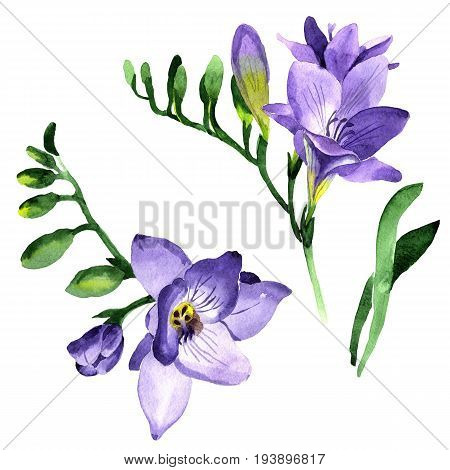Wildflower fresia flower in a watercolor style isolated. Full name of the plant: fresia. Aquarelle wild flower for background, texture, wrapper pattern, frame or border.