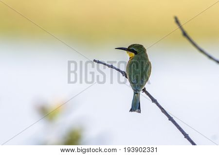 Little bee-eater in Kruger national park, South Africa ; Specie Merops pusillus family of Meropidae