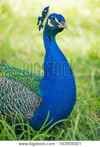 Peacock At The Alcazar, Seville, Andalucia, Spain