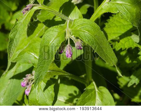 Flowers and leaves on Common Comfrey Symphytum officinale with bokeh background close-up selective focus shallow DOF.