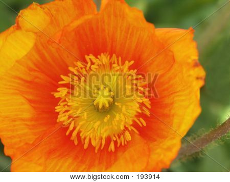 Orange Sibirisk Valmue