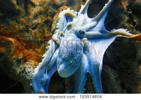 Blue octopus tentacles spread out on the rocks under the water at the bottom of ocean