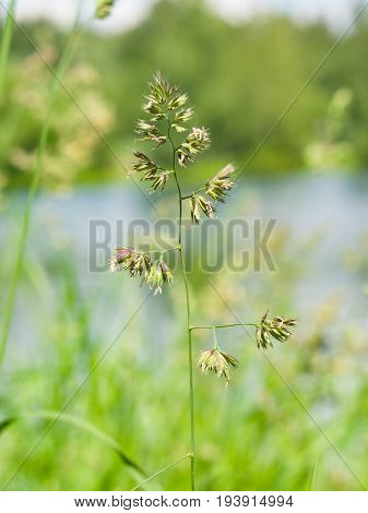 Flowers on Cock's-foot or Cat grass Dactylis glomerata closeup with green bokeh background selective focus shallow DOF.