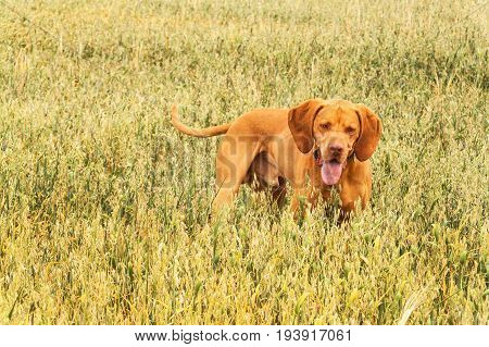 Hungarian hunter Vizsla on hunt in oat field. Summer day