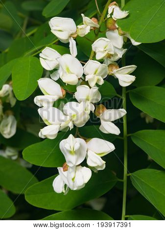 Black Locust False Acacia or Robinia pseudoacacia blooming close-up selective focus shallow DOF.