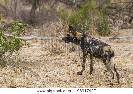 African wild dog in Kruger national park, South Africa ; Specie Lycaon pictus family of Canidae