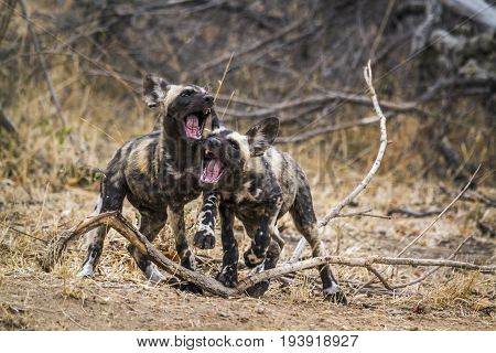 African wild dog in Kruger national park, South Africa ; Specie Lycaon pictus family of Canidae