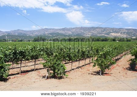 Weinberg aus Napa Valley In Kalifornien