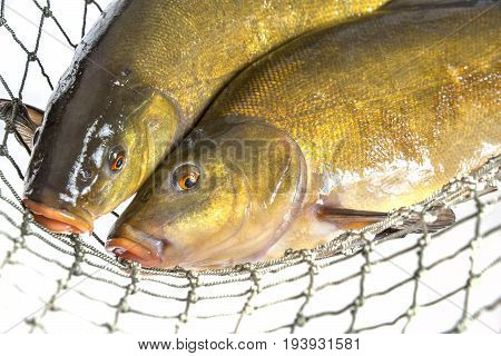 Tench - (Tinca tinca) in a net