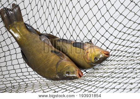 Tench - (Tinca tinca) in a net