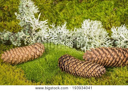 a green moss textured background with cones