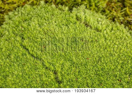 a green moss - a texture background