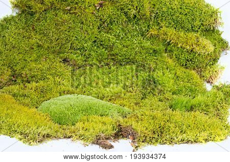 a green moss - a texture background