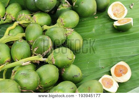 Betel parm on tree with the nature