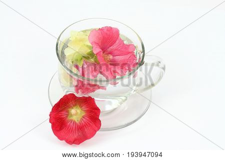 Making infusion from hollyhock flower Alcea rosea on white. Good against cough laxative and inflammation herbal medicine