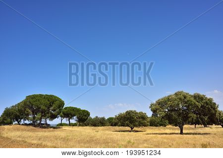 Cork Oak Trees, Portugal
