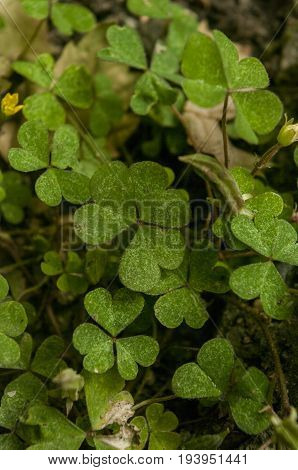 Crenatae Water-clover's fresh bright green leaves(Marsilea minuta)