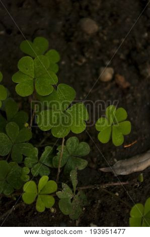 Crenatae Water-clover's fresh bright green leaves(Marsilea minuta)
