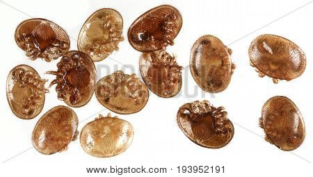 Varroa destructor bee parasite - microscope photo