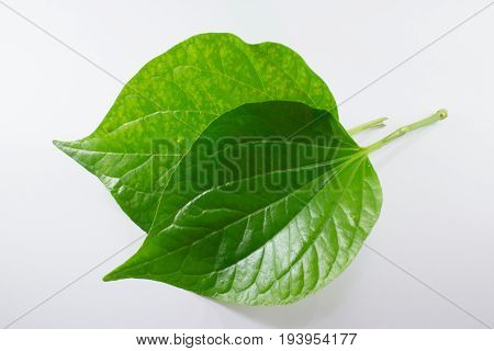 Green Leaf Of Wildbetalleafbush Tree Isolated