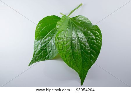 Green Leaf Of Wildbetalleafbush Tree Isolated