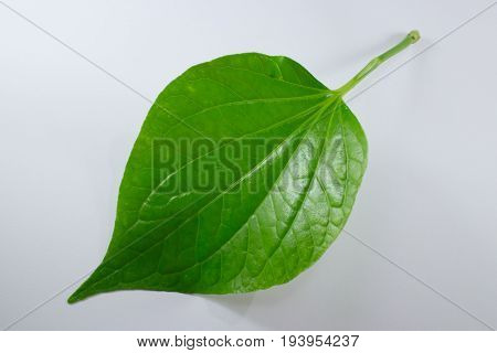 Green Leaf Of Wildbetalleafbush Tree Isolated