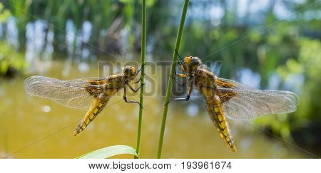 Libellula depressa (female) - dragonfly (Broad-bodied chaser) sitting on a grass