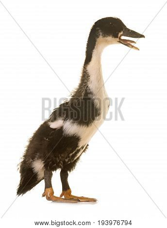 mulard duck in front of white background