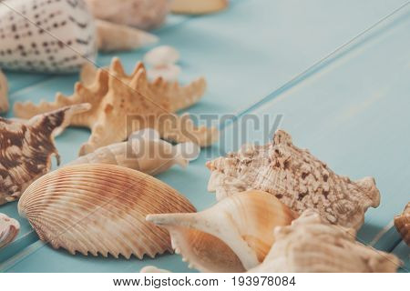 Seashells on blue wood with copy space, sea vacation background with copy space on wooden planks
