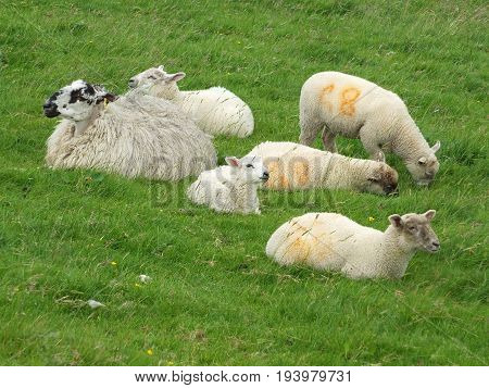 sheep and yound lambs in a group in a field in yorkshire