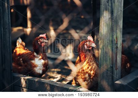 Orange chicken is in the hen-house on the background of other cocks and chickens. Concept farm for animals, rural economy.