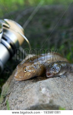 Two Freshwater Bullhead Fish Or Round Goby Fish Just Taken From The Water On Gray Stone Background A