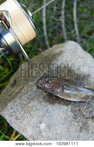 Close Up View Of Freshwater Bullhead Fish Or Round Goby Fish Just Taken From The Water On Gray Stone