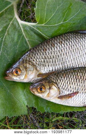 Close Up View Of Two Freshwater Common Rudd Fish On Big Green Leaf..