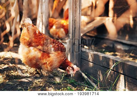 A flock of chickens is moving around the pens. Concept farming.