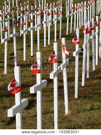 White crosses with Canadian Flags for Remembrance Day