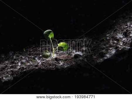 New life concept. Small plant growing in the dark with only small amount of light