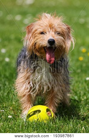 A wiry haired black and tan dog standing with a yellow ball
