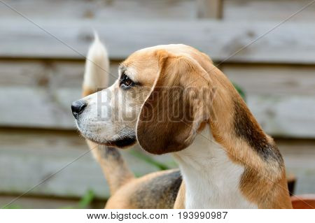 Beagle pure hunting hound dog looking to the left in a allert position close view